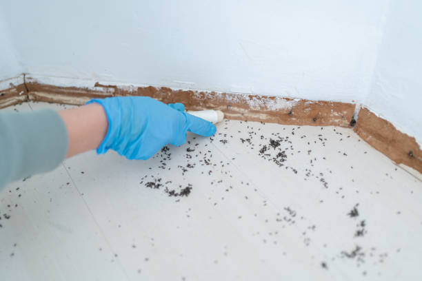 Best Pest Control for Homes  in Kathleen, FL